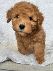 Kenzo Male Toy/Mini Poodle