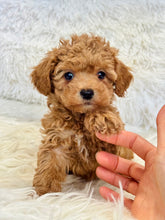 Load image into Gallery viewer, Maya Female Mini Poodle