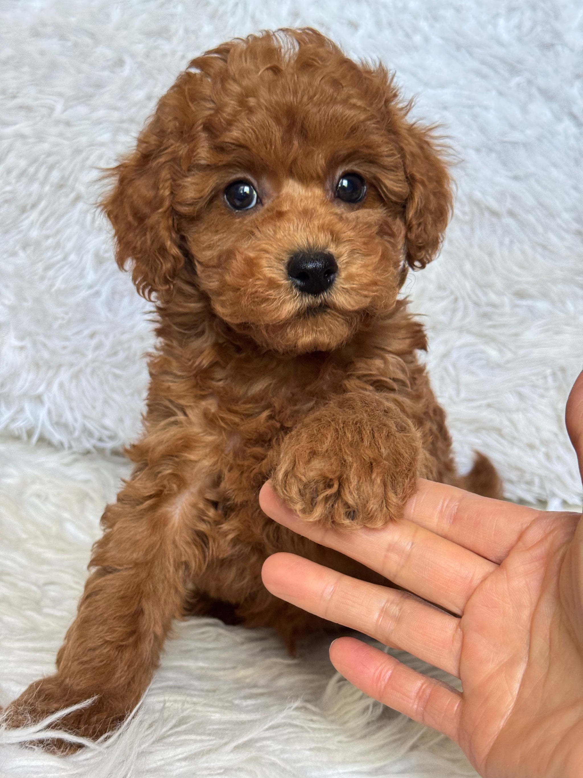 Puppocino Kennel Quality Teddy Bear Face Puppies Apparel