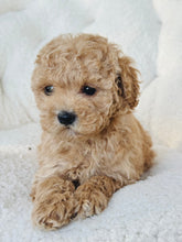 Load image into Gallery viewer, Orson Male Toy/Mini Poodle