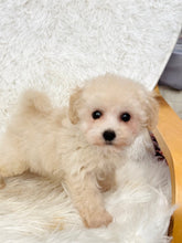 Load image into Gallery viewer, Harry Male Toy Maltipoo