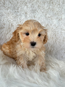 Nagano Male Toy Maltipoo