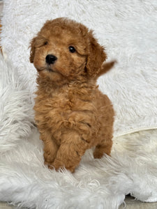 Kenzo Male Toy/Mini Poodle