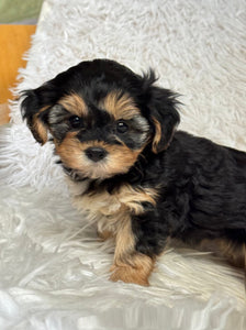 Mocha Female Toy Morkie