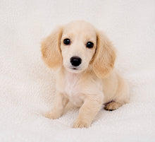 Load image into Gallery viewer, Jefferson Male Toy Dachshund