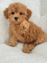 Load image into Gallery viewer, Martha Female Toy Maltipoo