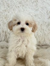 Load image into Gallery viewer, Lisa Female Toy Maltipoo