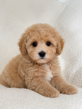 Cargar imagen en el visor de la galería, Mia Female Toy/Mini Maltipoo