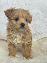 Charger l&#39;image dans la galerie, Tohoku Male Tiny Toy Maltipoo