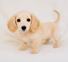 Load image into Gallery viewer, Jefferson Male Toy Dachshund