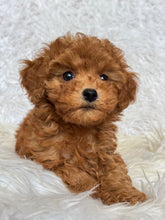 Load image into Gallery viewer, Penny Female Toy Poodle