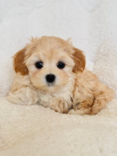 Load image into Gallery viewer, Priscilla Female Toy Maltipoo