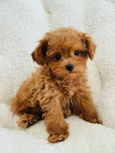 Load image into Gallery viewer, Raymond Male Toy Poodle