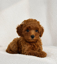 Charger l'image dans la galerie, Kiara Female Toy/Mini Poodle
