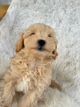 Load image into Gallery viewer, Nozawa Male Toy Maltipoo