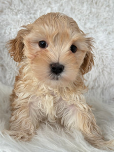 Nagano Male Toy Maltipoo