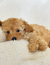 Cargar imagen en el visor de la galería, George Male Toy Poodle
