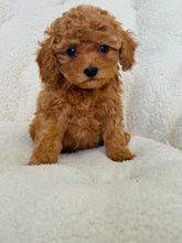 Load image into Gallery viewer, Brioche Female Toy/Mini Poodle