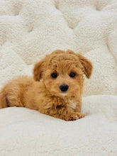 Charger l&#39;image dans la galerie, Roo Male Toy Maltipoo