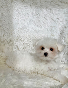 Snowball Male Tiny Toy Maltese