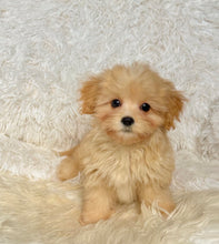 Load image into Gallery viewer, Mason Toy/Mini Maltipoo