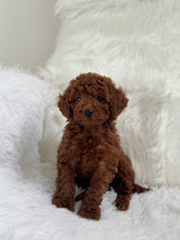 Load image into Gallery viewer, Takashi Male Toy Poodle