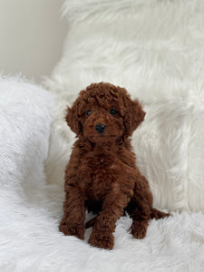 Takashi Male Toy Poodle