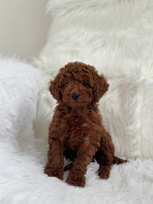 Takashi Female Toy Poodle