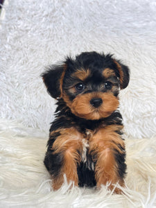 Pumpkin Male Toy Morkie