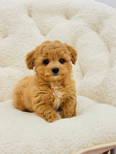 Charger l&#39;image dans la galerie, Roo Male Toy Maltipoo