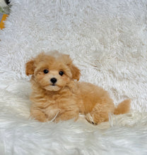 Load image into Gallery viewer, Bruno Male Toy Maltipoo