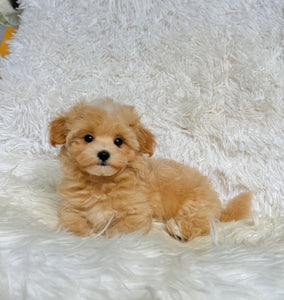 Bruno Male Toy Maltipoo