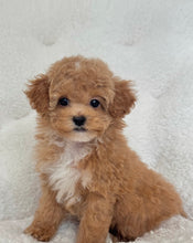 Load image into Gallery viewer, Amelie Female Toy Poodle