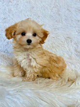 Load image into Gallery viewer, Gus Male Toy Maltipoo