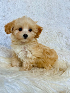 Gus Male Toy Maltipoo