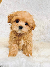 Load image into Gallery viewer, Nikola Male Toy Maltipoo