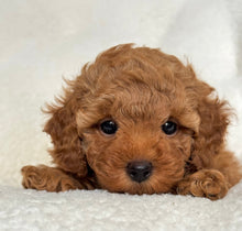 Charger l'image dans la galerie, Alex Male Toy/Mini Poodle