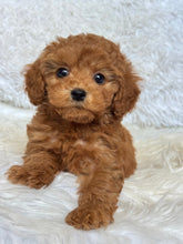 Load image into Gallery viewer, Dallas Female Mini Poodle