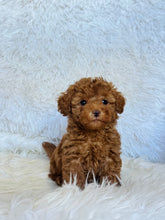 Load image into Gallery viewer, Max Male Mini Poodle