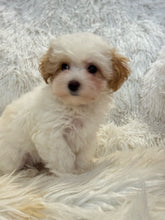 Load image into Gallery viewer, Summer Female Tiny Toy Maltipoo
