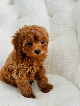 Load image into Gallery viewer, Rosie Female Toy/Mini Poodle