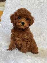 Load image into Gallery viewer, Theo Male Toy Poodle