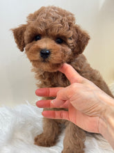 Load image into Gallery viewer, Maui Male Mini Poodle
