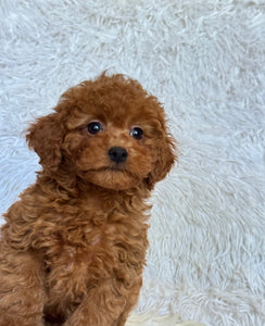 Pamela Female Toy/Mini Poodle