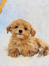 Load image into Gallery viewer, Evelyn Female Toy Maltipoo