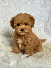 Load image into Gallery viewer, Chewie Male Toy Maltipoo