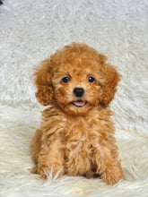 Load image into Gallery viewer, Willy Male Toy Poodle