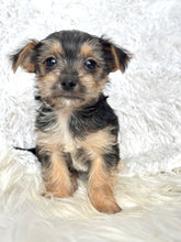 Load image into Gallery viewer, Scooter Male Toy Morkie