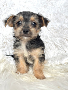 Scooter Male Toy Morkie