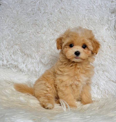 Bruno Male Toy Maltipoo